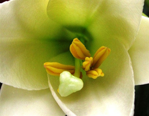 Amazing beauty of lily flower in April